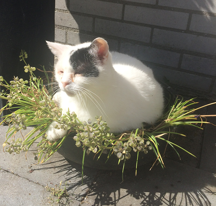 Vakantie opvang voor katten